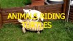 Funny animals riding turtles Animal compilation
