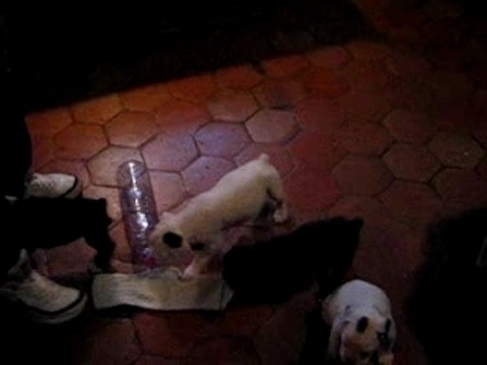 La vie des chiots le 25 Octobre 2007