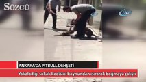 Başkent’te pitbull dehşeti