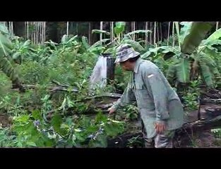 Les Hmong résistent aux pesticides