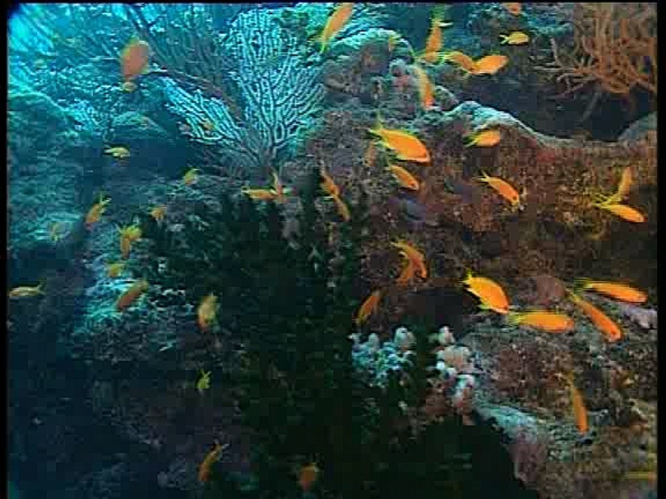 Corail du Pacifique