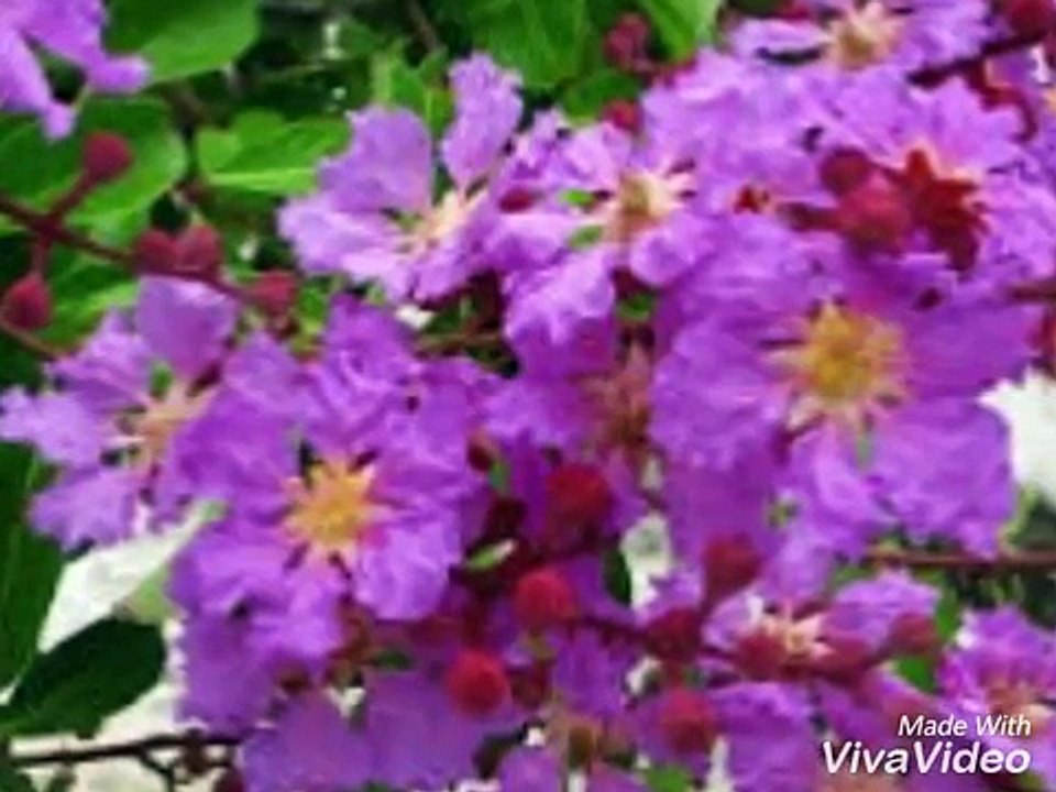 HOA TÍM NGÀY XƯA-Nhu Quynh-Honey Ngoc Tran