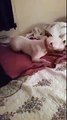 Cadela adotada tem reação maravilhosa ao experimentar uma cama pela primeira vez