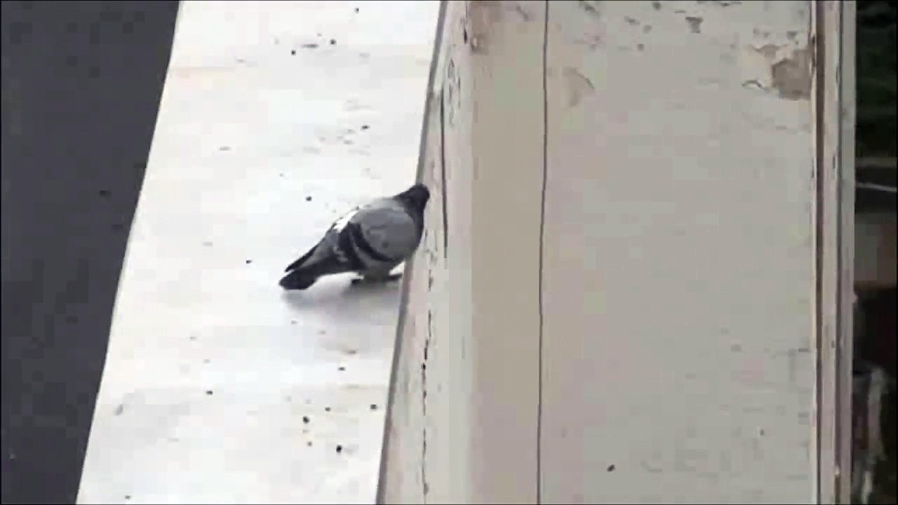 Bird has had enough