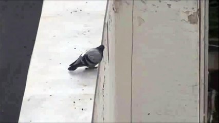 Bird has had enough