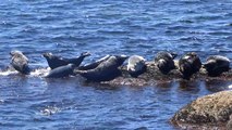 Phoques gris au Quebec près de l'ile Bonaventure