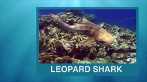 Learn Sea Animal Names Ocean Water Colors Shark Slime Jungle Book Beach Sand Toys for Kids