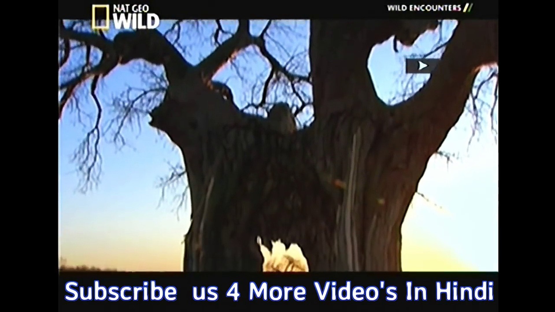 Wild Encounter's हिंदी Full Ep Nat Geo Wild India - Dailymotion Video