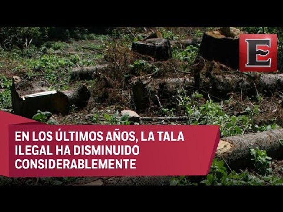 México alcanzará tasa 0 de deforestación en 2030