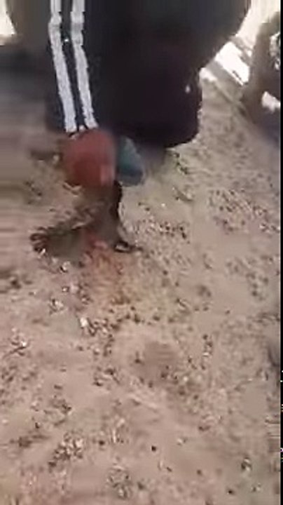قفصة- ظهور حيوان نادر بجسم طير ورأس أفعى(فيديو)