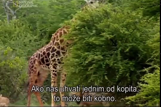 Megakrokodili
