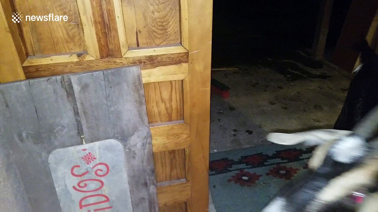 Goat uses horns to open door for her owner
