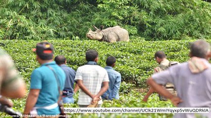Tragedy as baby rhinos drown in wildlife paradise loved by Duke and Duchess of Cambridge