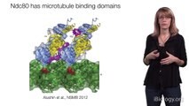 Sue Biggins (Fred Hutchinson Cancer Research Center, HHMI) 1: Chromosome Segregation