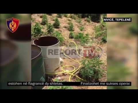 Report TV - Tepelenë, asgjësohen 1750 bimë kanabis, arrestohen dy persona
