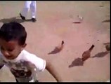 KID GETS CHASED BY DOZENS OF CHICKENS