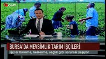 Bursa'da mevsimlik tarım işçileri (Haber 28 07 2017)