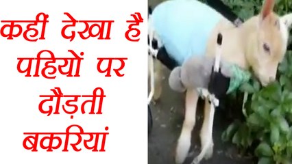 US Sanctury provides Prosthetics carts to Goats; Watch Video । वनइंडिया हिंदी