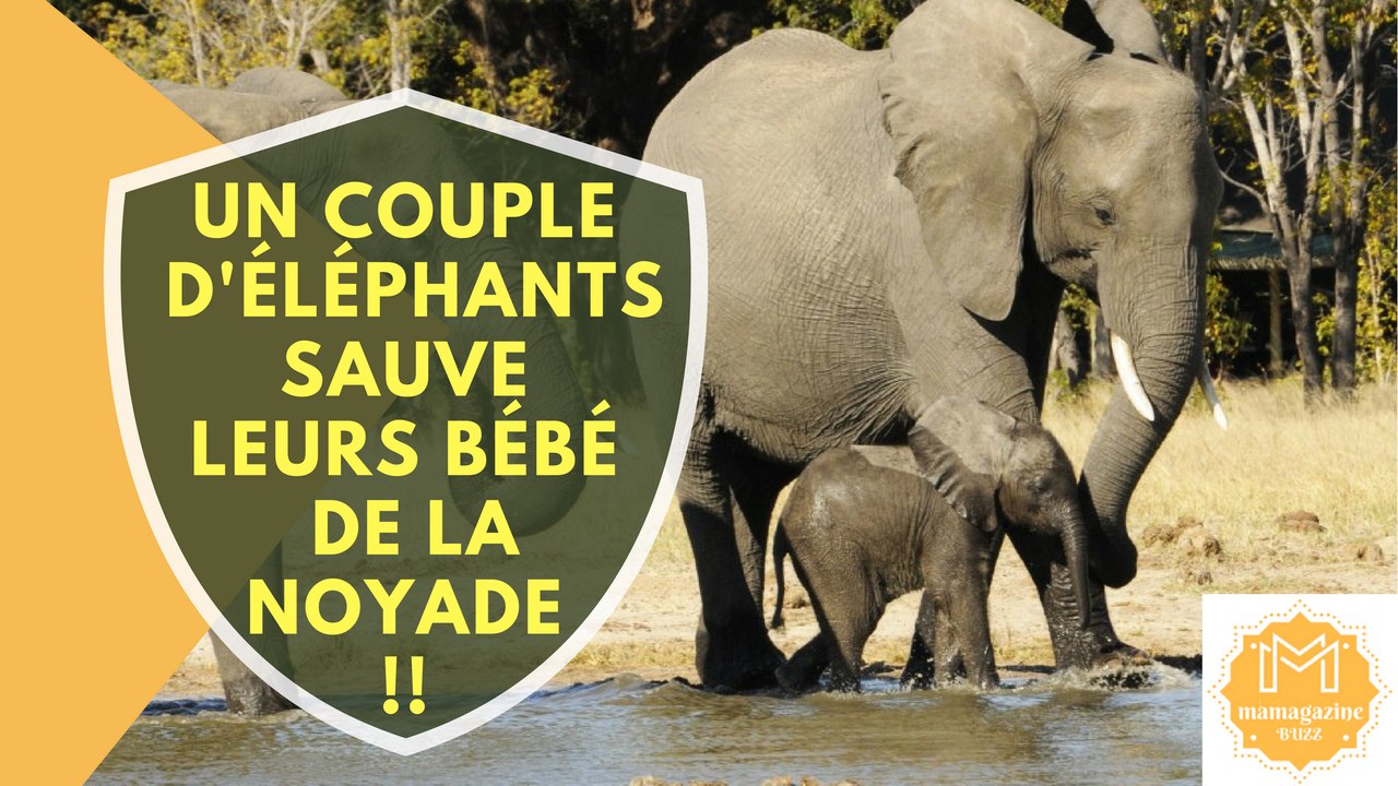 Un couple d'éléphants sauve leurs Bébé de la noyade!!