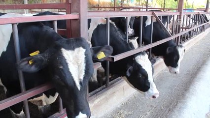 Jandarma Besicileri Hırsızlara Karşı Uyardı