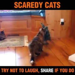 Scary Cat - Please Dont Laugh