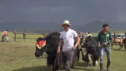 هذا الصباح- مهرجان ياك السنوي في منغوليا