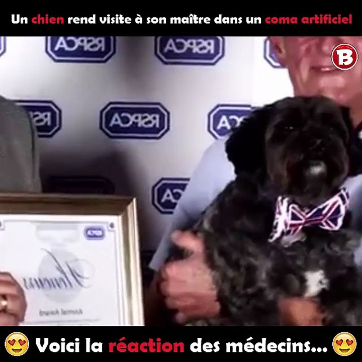 Un chien rend visite à son maître dans un coma artificiel – Voici la réaction des médecins …