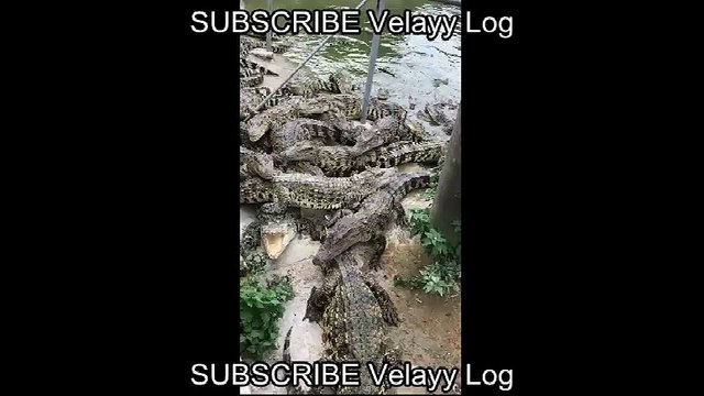 Crocodiles Crocodiles