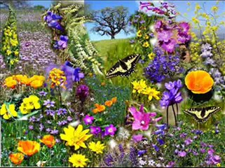 Qari Abdul Basit Sorah Rehman