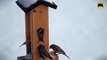 ENTERTAINMENT VIDEO FOR CATS. Winter Birds #5. House Finch, Sparrows, Mourning Dove.