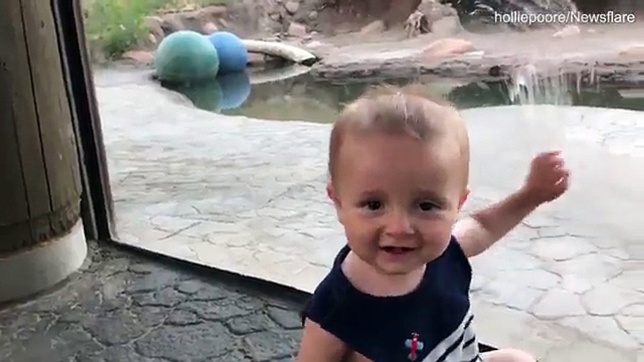 Un bébé mignon n'est pas conscient quand une lionne essaie de sortir d'une vitre d'un zoo !
