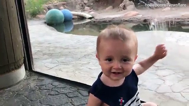 Un bébé mignon n'est pas conscient quand une lionne essaie de sortir d'une vitre d'un zoo !