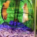 Un hamster passe un mauvais moment dans sa roue !