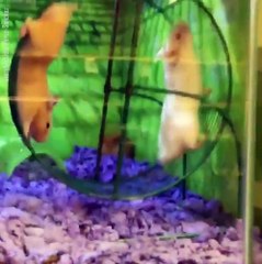 Un hamster passe un mauvais moment dans sa roue !