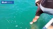 NZ daredevil feeds Copper shark a fish with his bare hands