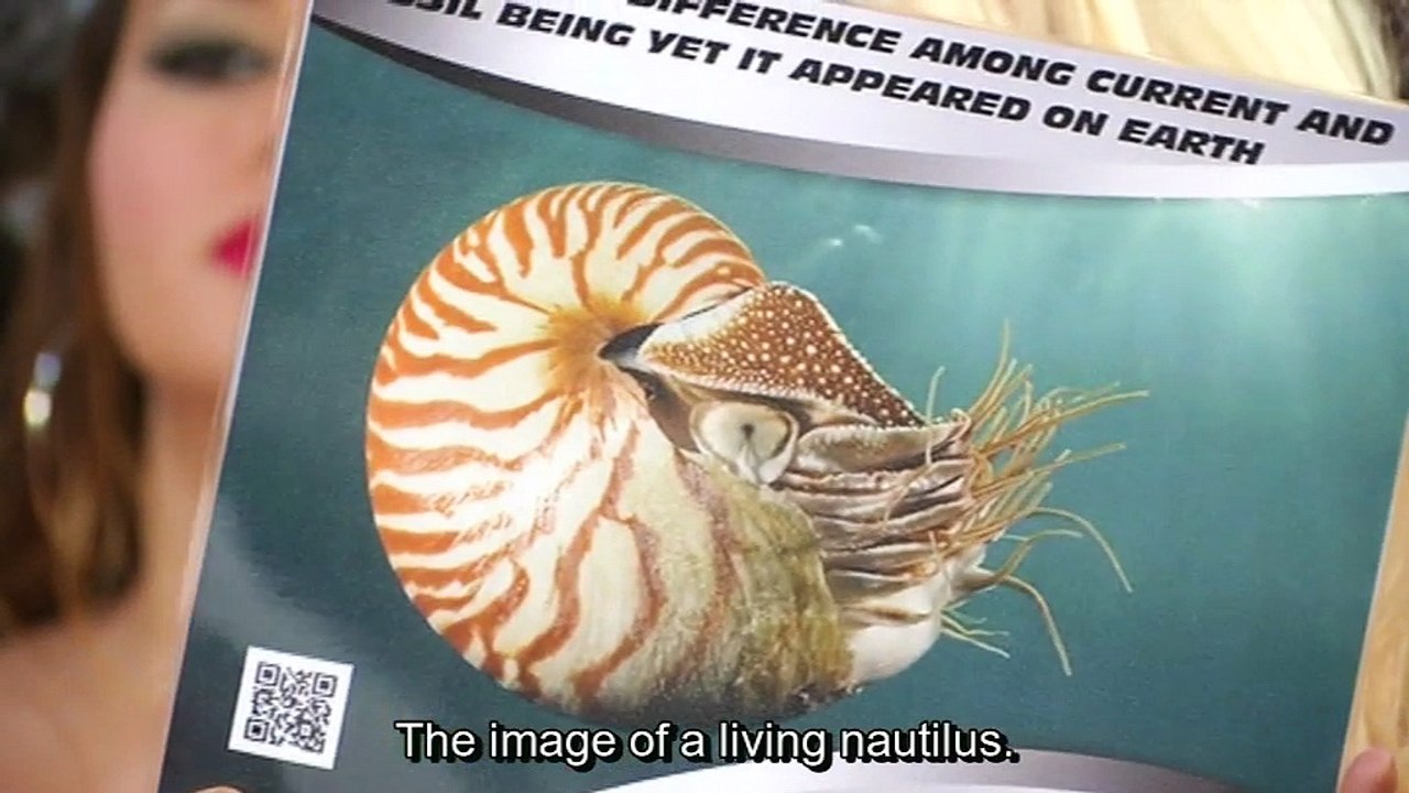 Perfectly intact 114-million-year-old nautilus fossil is exactly the same as its living counterparts