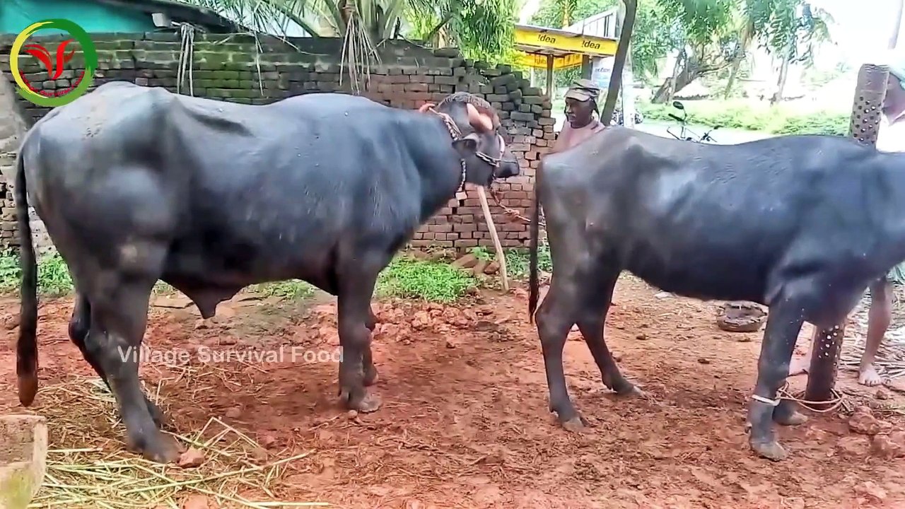 Buffalo Breeding Best Part 1