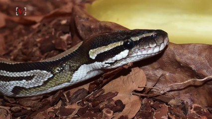 Firefighters Cut Off Boa's Head To End Attack:911 Call