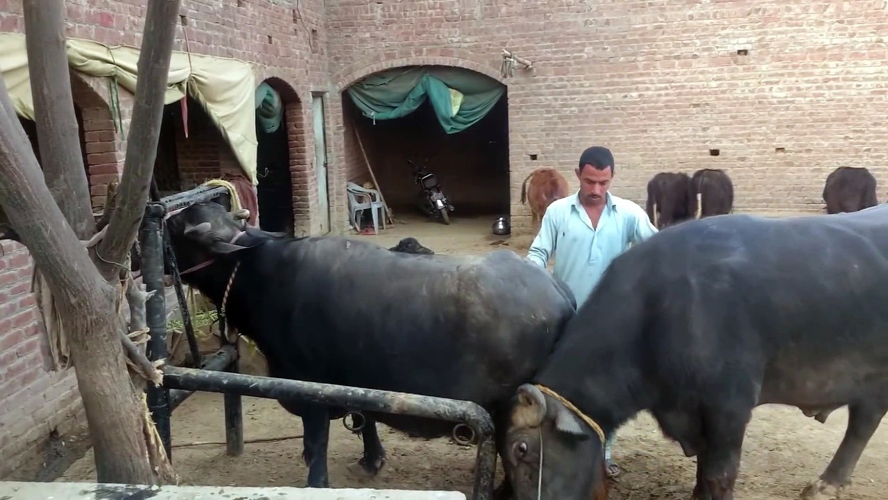 Buffalo Breeding Best