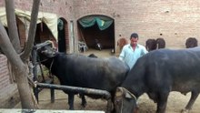 Buffalo Breeding Best