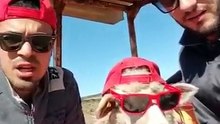 Talking with a swag goat