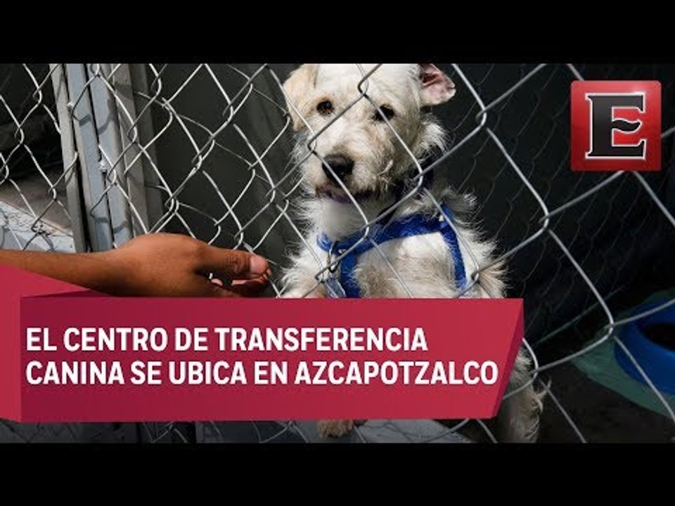 Metro da albergue a perros rescatados en sus instalaciones