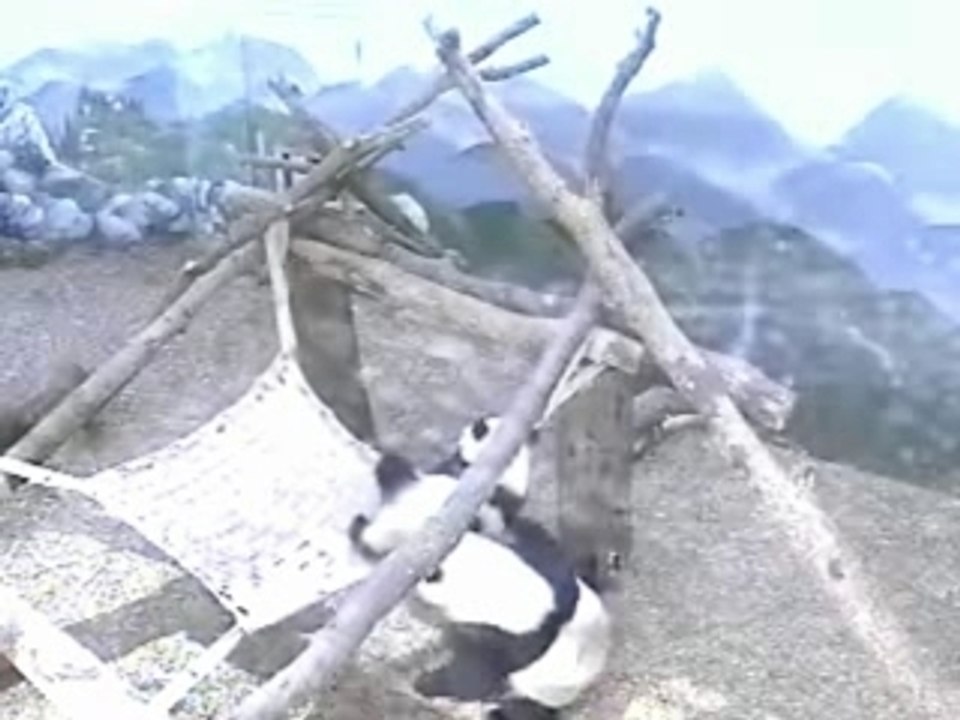 Lani pops through the hammock