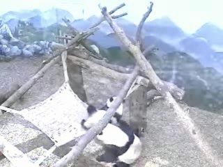 Lani pops through the hammock