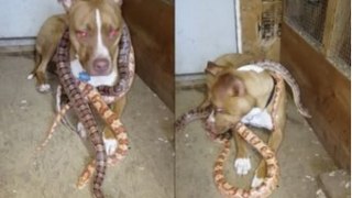 Pit Bull with Corn Snakes