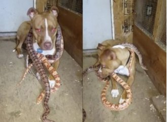 Pit Bull with Corn Snakes