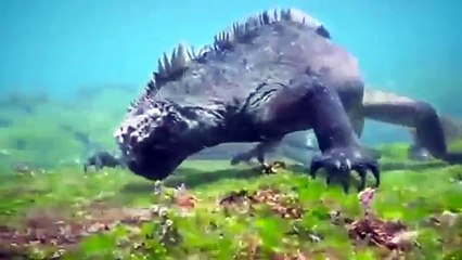 [MP4 360p] Real Terror Godzilla Caught on Camera in Galapagos