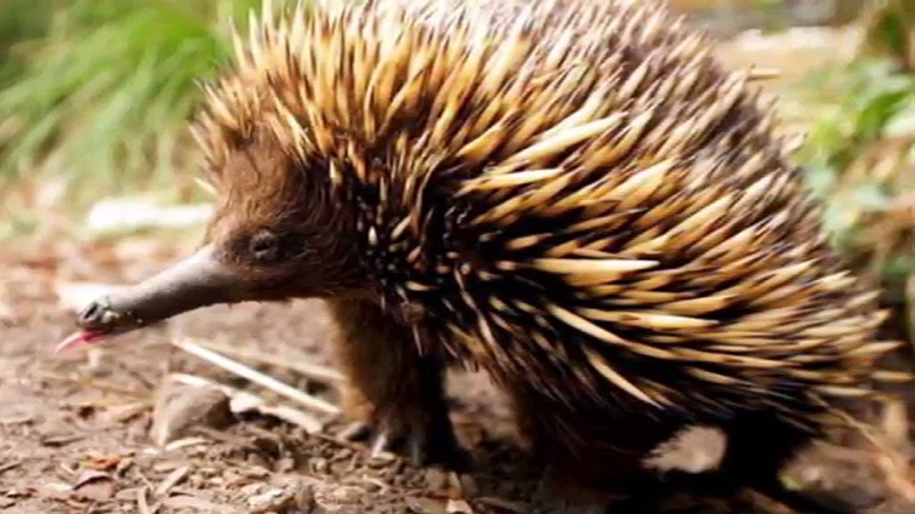 5 PÊNIS DE ANIMAIS MAIS ESTRANHOS QUE EXISTEM