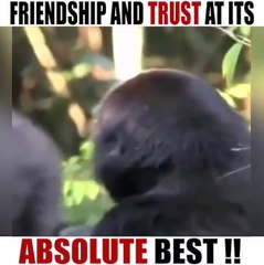 Friendship between Human & Animal