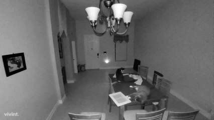 Cats. Not even once.